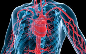 Дуплексное сканирование сосудов (артерий и вен) - от 350 руб.
